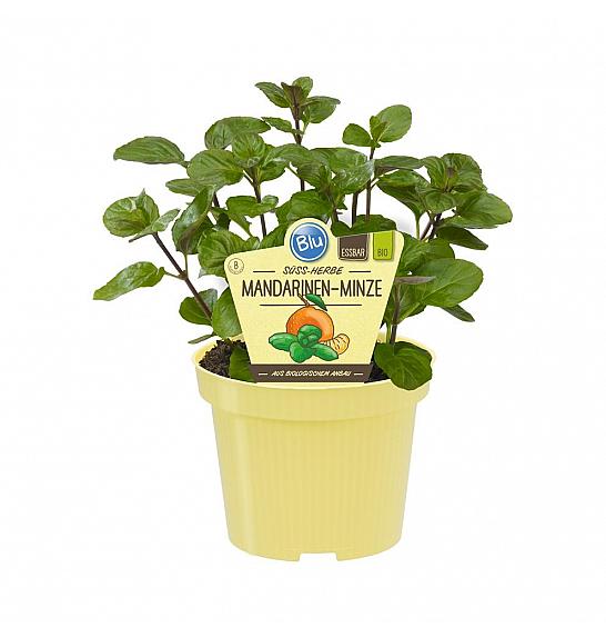 Mentha x piperita; Mandarinina meta; Ø12;700144;BLU