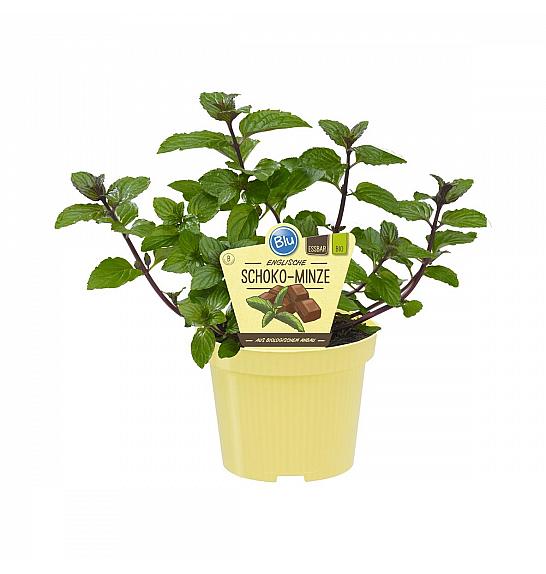 Mentha x piperita; Čokoladna meta; Ø12;700075;BLU