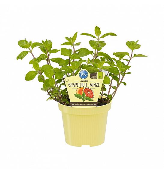Mentha suaveolens x piperita; Grenivkina meta; Ø12;700071;BLU