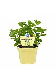 Mentha spicata; Hugo koktejl meta; Ø12;700143;BLU