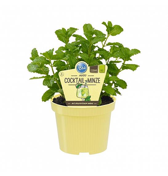 Mentha spicata; Hugo koktejl meta; Ø12;700143;BLU