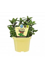 Mentha arvensis x spicata; Japonska zdravilna meta; Ø12;700073;BLU