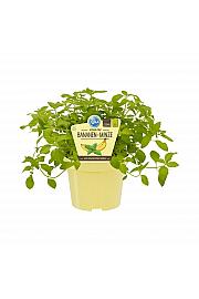 Mentha arvensis ; Bananina meta; Ø12;700096;BLU