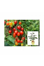 Lycopersicon esculentum L. Romello; Grmasti paradižnik; Ø12;700300;BLU