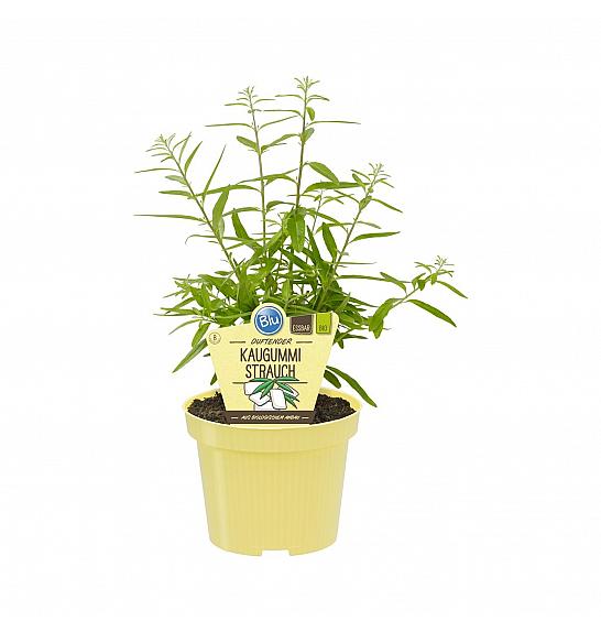 Lippia polystacha; Čigumijeva verbena-meta; Ø12;700066;BLU