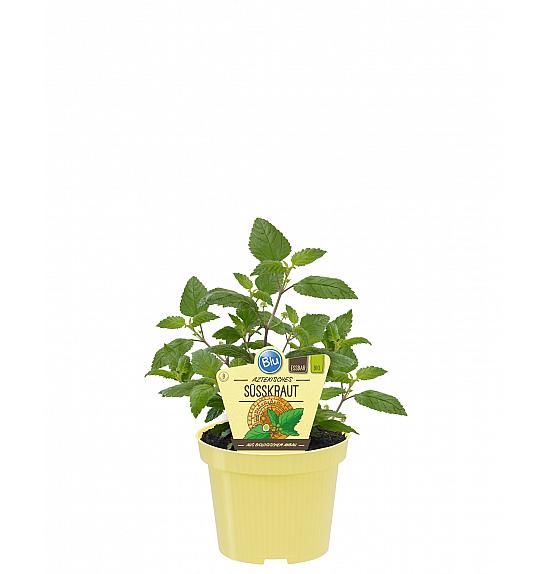 Lippia dulcis; Azteško sladko zelišče; Ø12;700083;BLU