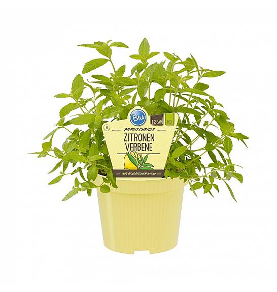 Lippia citriodora; Citronska verbena; Ø12;700001;BLU