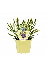 Lavandula angustifolia; Sivka Cream&Green; Ø12;700250;BLU