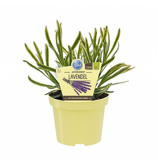Lavandula angustifolia; Sivka Cream&Green; Ø12;700250;BLU