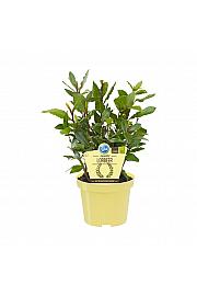 Laurus nobilis; Lovor; Ø12;700792;BLU