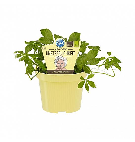 AROMA BLU Gynostemma pentaphyll