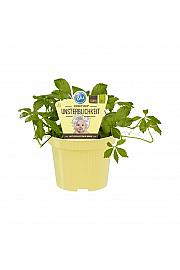 Gynostemma pentaphyllum; Zelišče nesmrtnosti; Ø12;700006;BLU