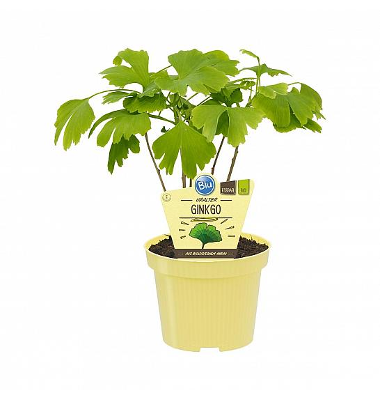 Ginkgo biloba E ; Ginko; Ø12;700027;BLU