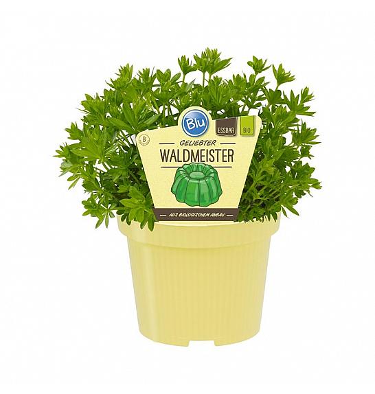 Galium odoratum; Dišeča lakota; Ø12;700270;BLU