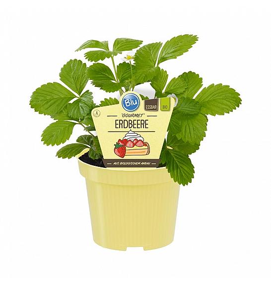 Fragaria vesca Mignonette; Gozdna jagoda; Ø12;700098;BLU