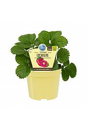 Fragaria ananassa; Mesečna jagoda; Ø12;600101;BLU