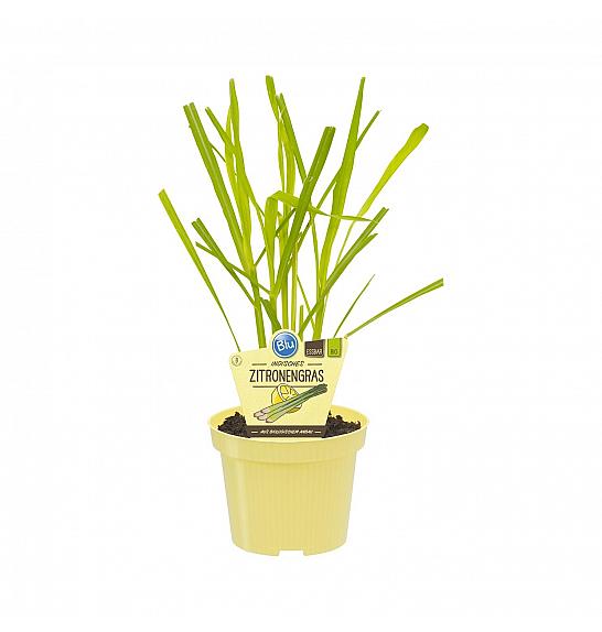 Cymbopogon; Citronska trava; Ø12;700790;BLU