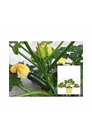 Cucurbita pepo convar. giromontiina; Zucchini; Ø12;700660;BLU