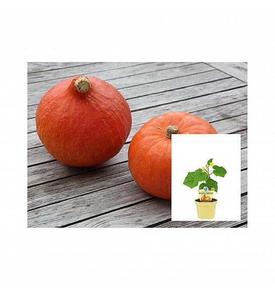 Cucurbita maxima; Hokkaido bučka; Ø12;700650;BLU