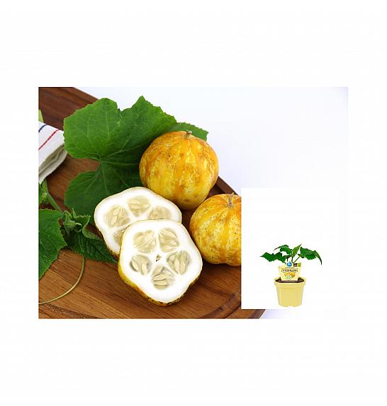 Cucumis sativus Lemon Apple; Limonska kumara; Ø12;700053;BLU