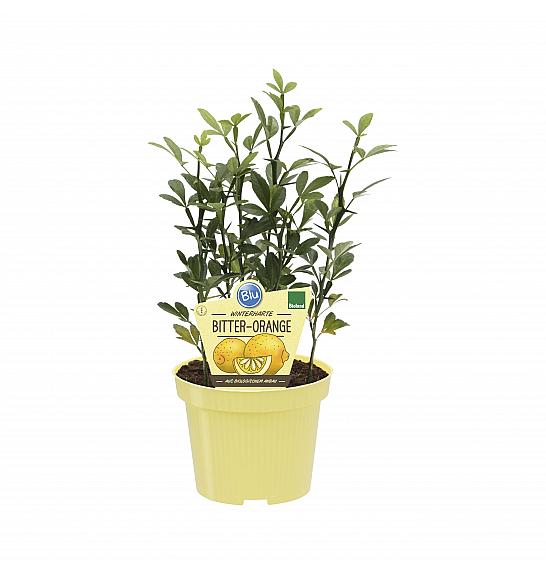 Citrus trifoliata Syn. Poncirus trifoliata; Trilistni citronovec; Ø12;708867;BLU