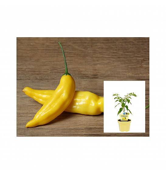 Capsicum baccatum Lemon Drop; Limonski čili; Ø12;700052;BLU