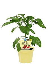 Capsicum annuum Milder Spiral; Spiralni čili; Ø12;700175;BLU