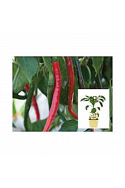 Capsicum annuum Joes Long; Čili Joe`s Long; Ø12;700174;BLU