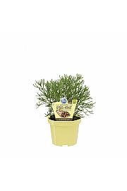 Artemisia caucasica; Gyros; Ø12;700172;BLU