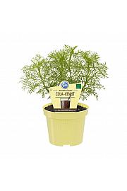 Artemisia abrotanum var. Maritima; Cola zelišče; Ø12;700003;BLU