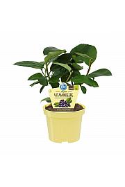 Aronia melanocarpa Rubina; Aronija; Ø12;700023;BLU