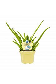 Aloe vera barbadensis Miller; Sladka aloja; Ø12;700036;BLU