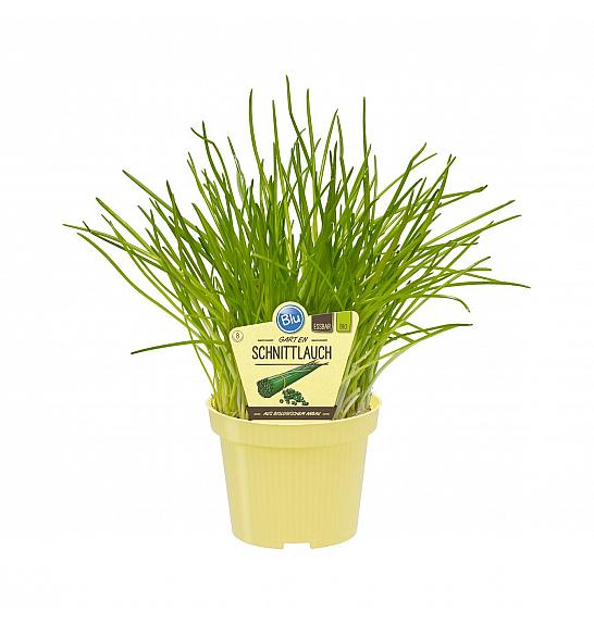 Allium schoenoprasum; Drobnjak; Ø12;700170;BLU