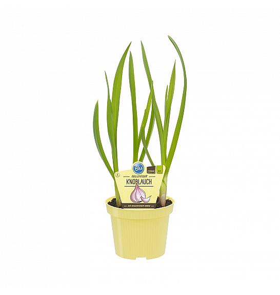 Allium sativum; Česen; Ø12;700240;BLU