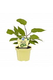 Actinidia arguta Issai; Kiwi Issai; Ø12;700033;BLU