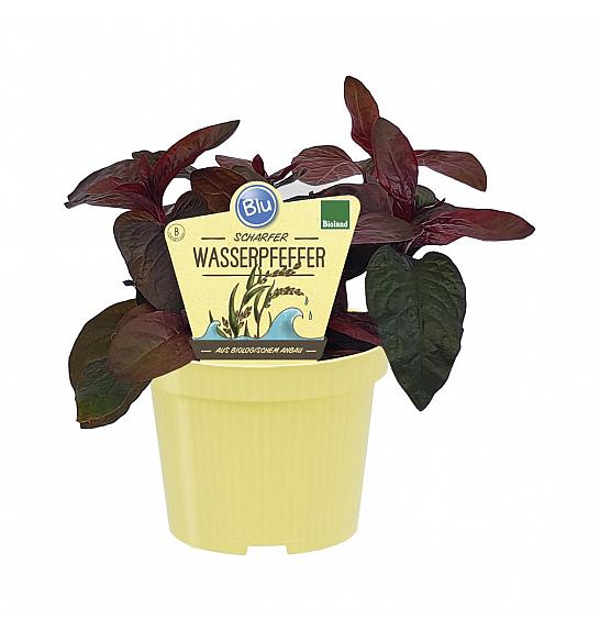 Polygonum hydropiper; Vodni poper; Ø12; 708011;BLU