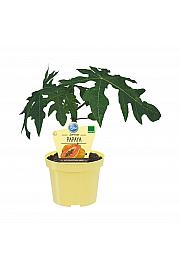 Carica papaya; Papaya; Ø12;708007;BLU