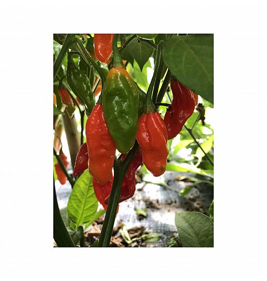 Capsicum chinense; Čili Jolokia; Ø12;708006;BLU