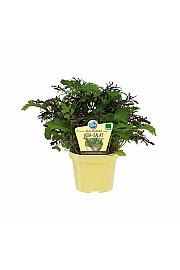 Brassica rapa; Japonska zelena ter rdeča gorčica; Ø12;708004;BLU