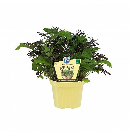 Brassica rapa; Japonska zelena ter rdeča gorčica; Ø12;708004;BLU