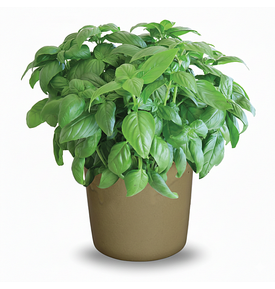 Dišavnice BAZILIKA SWEET/GENOVESE Ø10,5