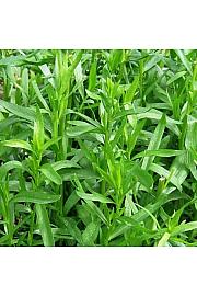 Dišavnice Artemisia dracunculus French Tarragon Ø10,5