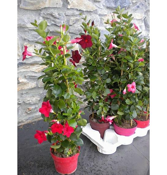 Dipladenia Sundaville/Diamantina Ø17 piramida