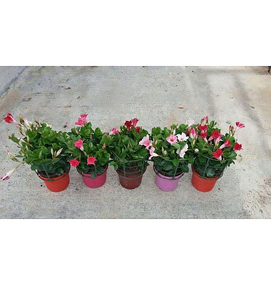 Dipladenia Sundaville/Diamantina Ø17