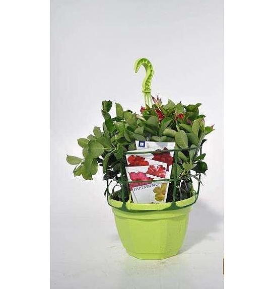 Dipladenia Sundaville Ø23 obešanka