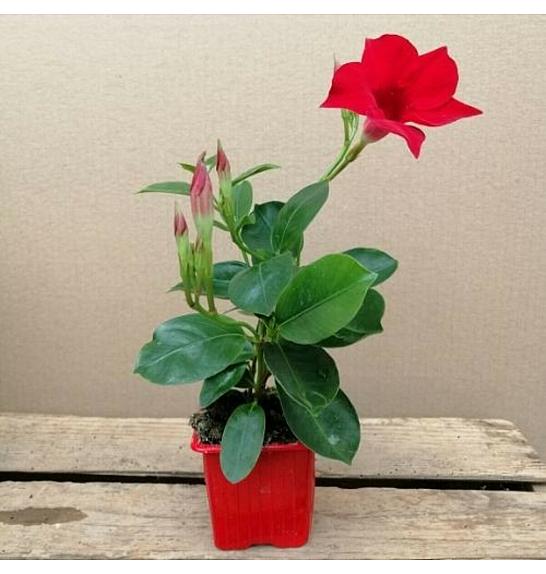 Dipladenia Variety Mix Tropical Coast Ø7