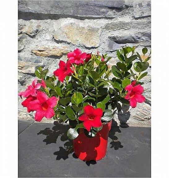Dipladenia Mandevilla/Sundaville Ø14