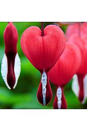 Dicentra spectabilis Valentine Ø11