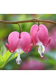 Dicentra spectabilis Ø11