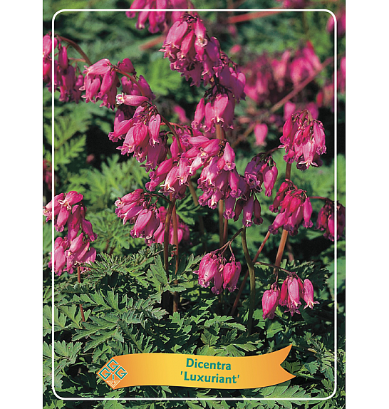 Dicentra Formosa Luxuriant Ø11